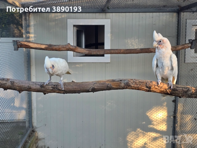 Двойка гоалик какаду, снимка 2 - Папагали - 55148864