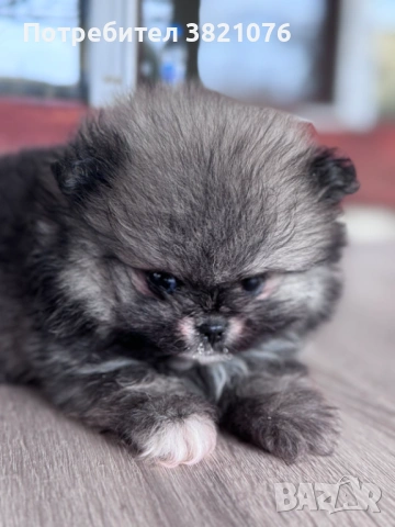 Померан - момиче  и момче, снимка 3 - Померан - 54179122