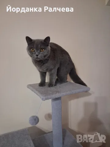 Британска женска котка, снимка 11 - Британска късокосместа - 55590061