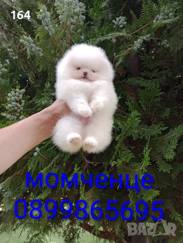 Бели мини Померани. Реални снимки !!! , снимка 4 - Померан - 55269589