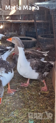 Гъски мъжки, патета крякащи, снимка 2 - Други - 54352058