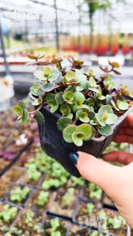 Кализия, Callisia Repens Care, снимка 8 - Стайни растения - 42265579