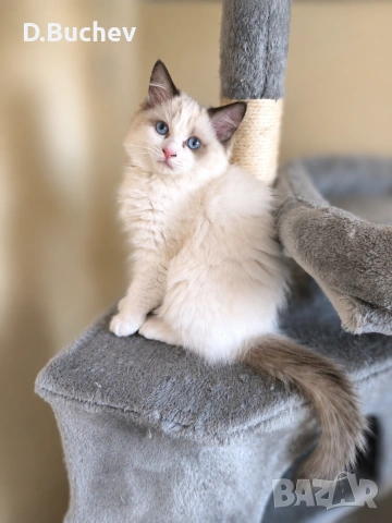 Ragdoll Paradise / Регдол котенца , снимка 6 - Други - 54972344