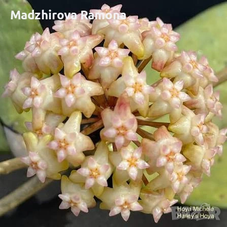 Hoya Хоя Michele 