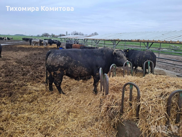 Свободни месодайни телета, снимка 4 - Крави - 54174825