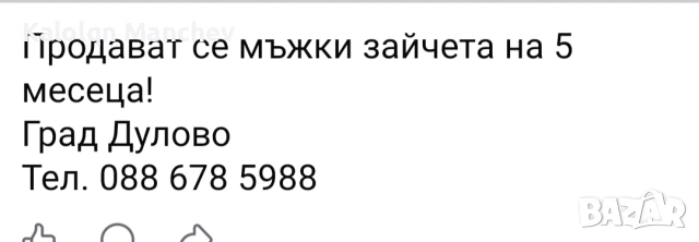 зайци на 5 месеца мъжки , снимка 3 - Други животни - 53956435