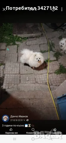 Мъжки померански шпиц 