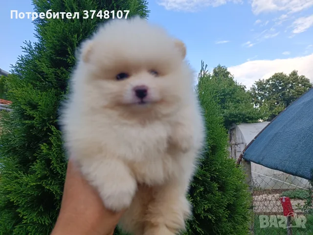 Померан/померани, снимка 10 - Померан - 55327073