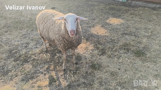 Продавам млада овца