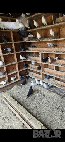 гълъби за продажба по договаряне , снимка 6 - Гълъби - 54389937