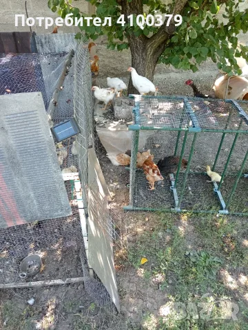 Полета и неми юрдеци, снимка 4 - други­ - 55484389