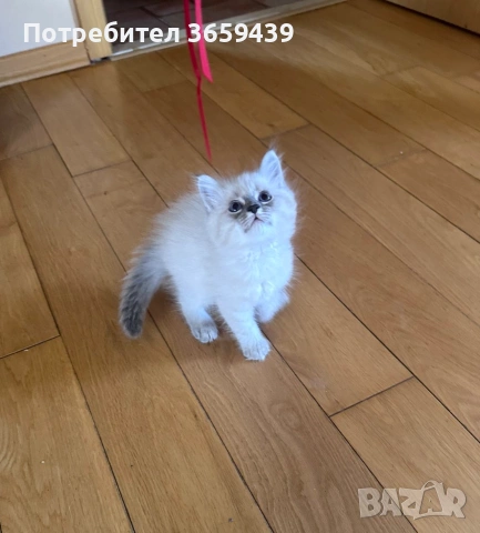 Невска маскарадна котка , снимка 3 - Други - 55002921