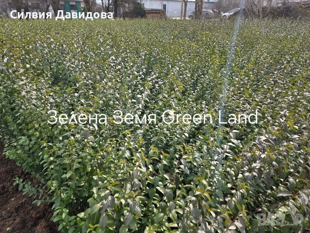 Лигуструм за жив плет , снимка 3 - Градински цветя и растения - 53983947