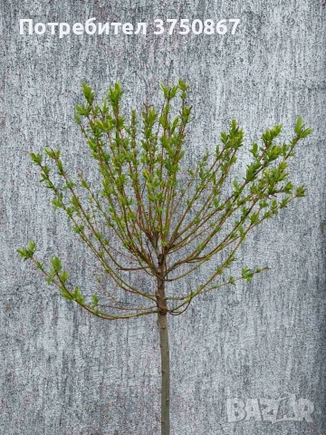 🌿🩷🌱 Японска пъстролистна върба - salix integra hakuro nishiki, снимка 5 - Градински цветя и растения - 54119208