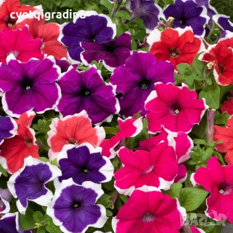 Бордюрна петуния „Пакта Парад
