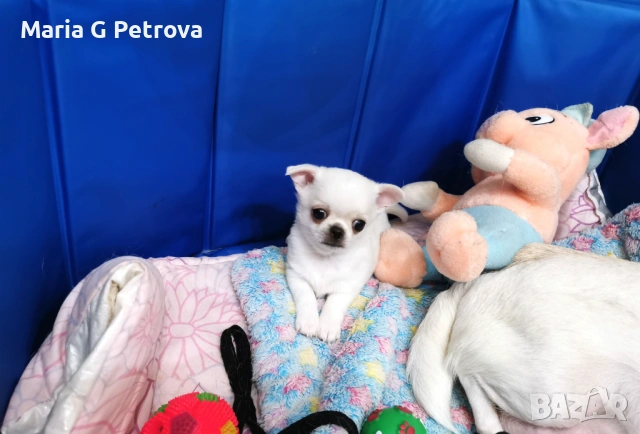 Мъжко чихуахуа
