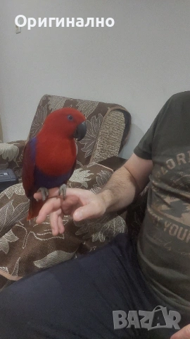 Еклектус много социална  на 5 години , снимка 2 - Папагали - 54239501