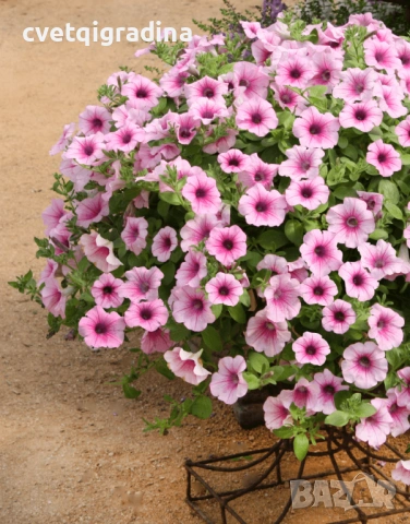 Petunia ‘Light Pink Vein’ ( Каскадна Петуния Light Pink Vein – светлорозова), снимка 2 - Градински цветя и растения - 54516349