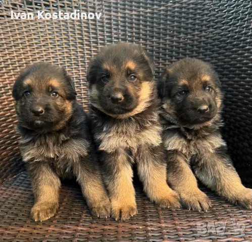 Немски овчарки на 40 дена