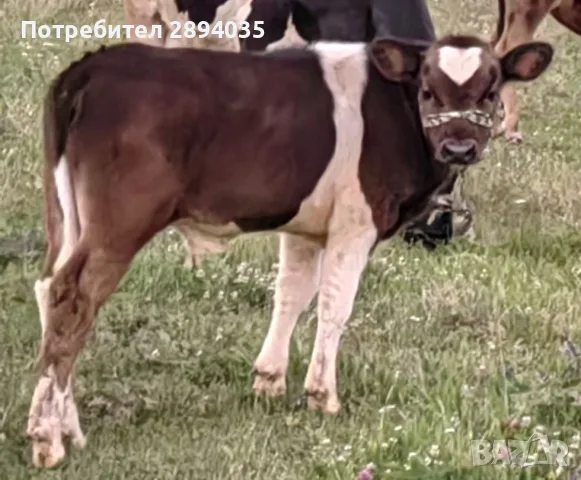 телета възраст от 25 дни до 8 месеца , снимка 8 - Крави - 55345440