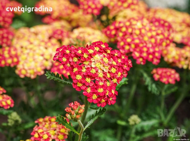 Achillea millefolium ‘Rock Red’ (Ахилея ‘Rock Red’ / Червен бял равнец)