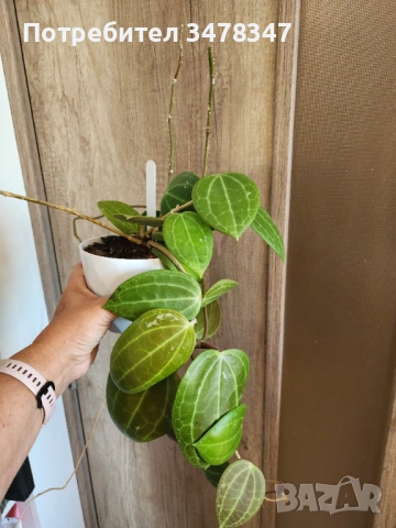 Хоя Latifolia, снимка 2 - Стайни растения - 54676671
