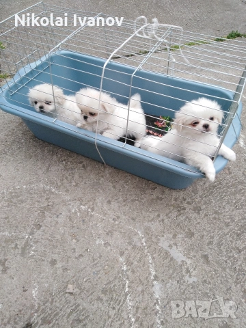 Бели чистокръвни Пекинезчета , снимка 7 - Пекинез - 54061153