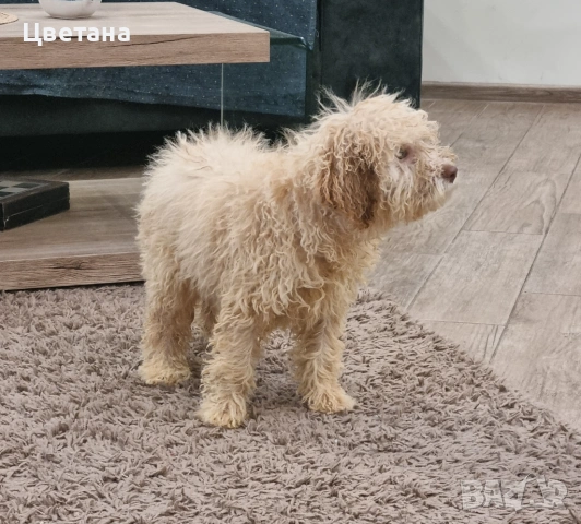 Лагото Романьоло