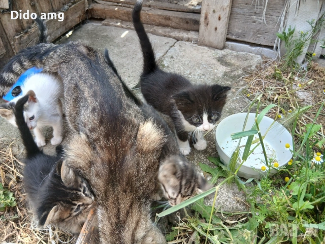 Малки котки