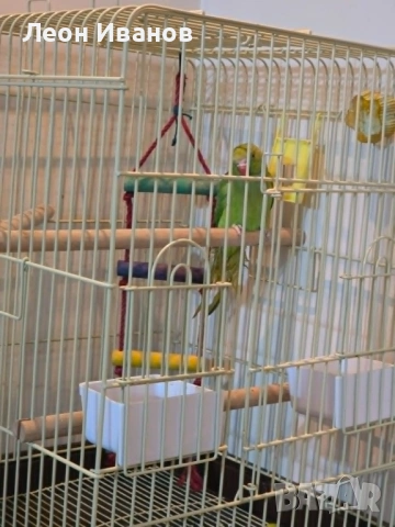 Продавам папагал Александър – мъжки + нова клетка, снимка 4 - Папагали - 54653131