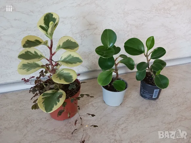 Пеперомия Peperomia obtusifolia - пъстра и зелена