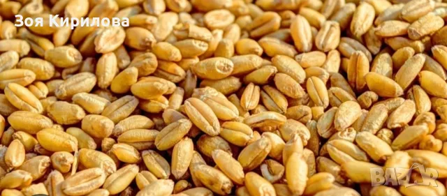 Продавам пшеница от Елинпелинският край 