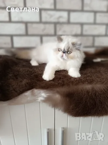 Персийско коте 😻💙, снимка 5 - Персийска - 55620971