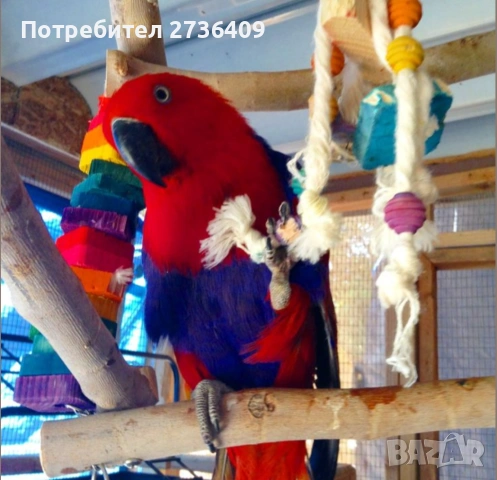 Социален папагал Еклектус 