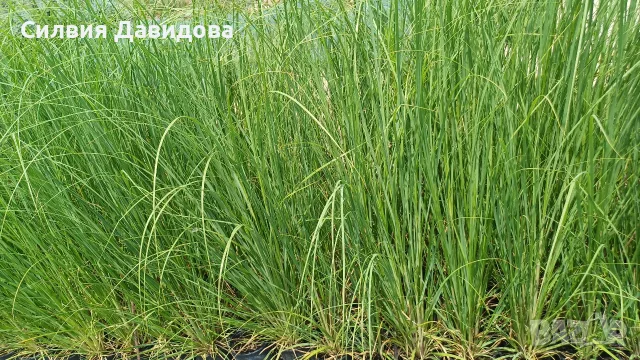 Кортадерия Пампаска трева , снимка 5 - Градински цветя и растения - 55578307