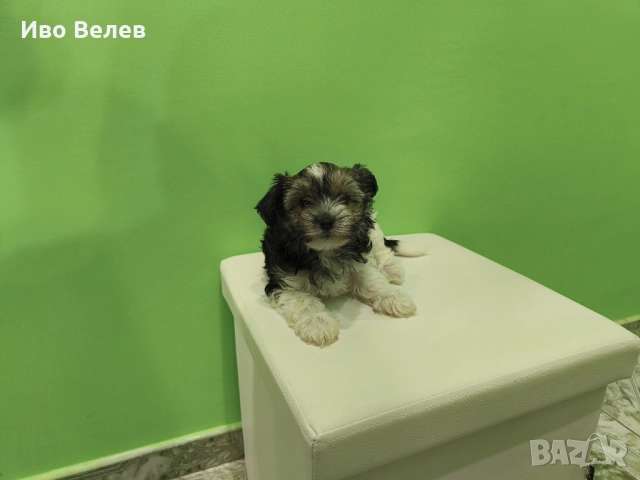 Йорки Йоркширски териер Бивер