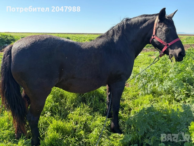 Кобила кон коне, снимка 4 - Коне - 54317054