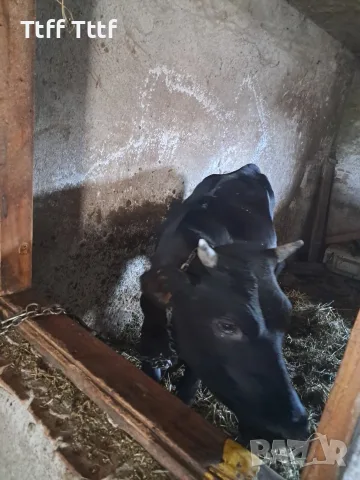 3 женски 1 мъжко породисти, снимка 4 - Крави - 55596541
