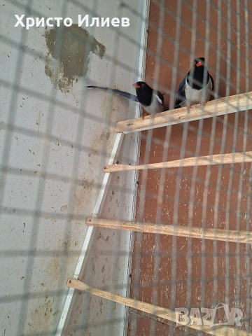 Продавам сини свраки , снимка 4 - други­ - 55200022