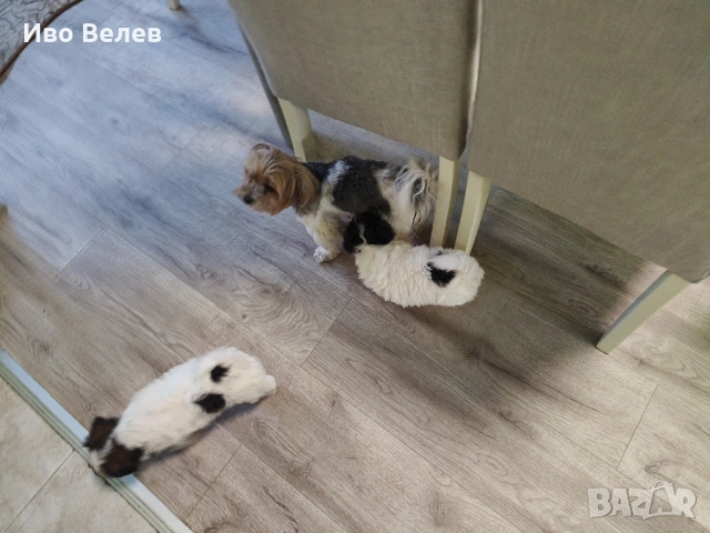 Йорки Йоркширски териер Бивер, снимка 7 - Йоркширски териер - 54351013