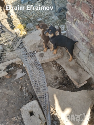 Пинчер на Мец 15 ден хубав, снимка 3 - Пинчер - 54177569