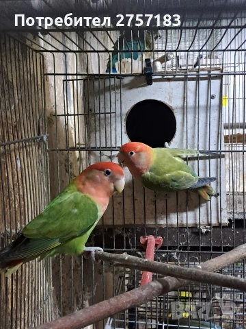 продавам чифт неразделки 2025 г, снимка 4 - Папагали - 53991923
