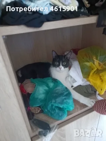 Подарявам котка