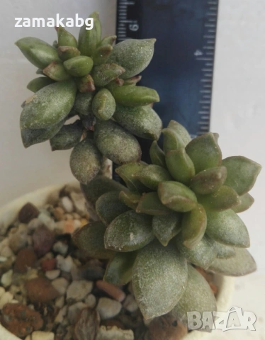 Адромисхус (Adromischus hemisphaericus, Adromischus rotundifolius)