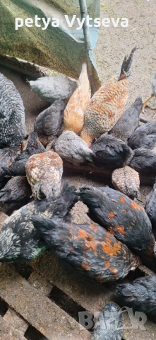 Продавам ярки, снимка 3 - Кокошки и пуйки - 54274571