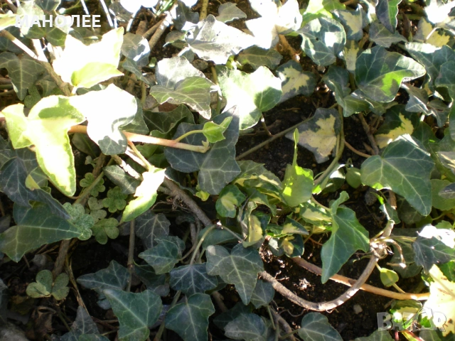 🍁🪴🍁 Бръшлян 🎁💐☃️