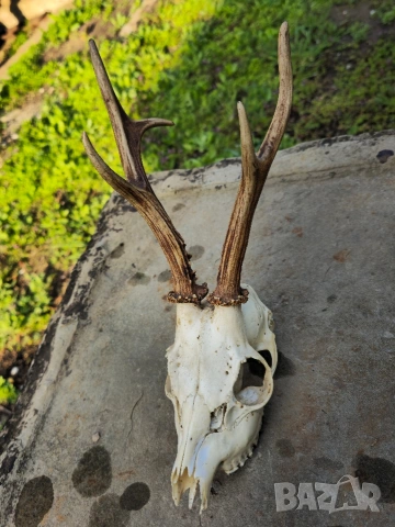 Трофей от сръндак 