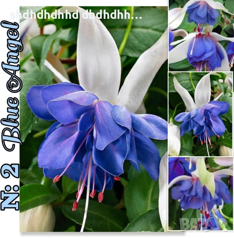 Фуксия Цъфти Целогодишно ! , снимка 6 - Градински цветя и растения - 54316645