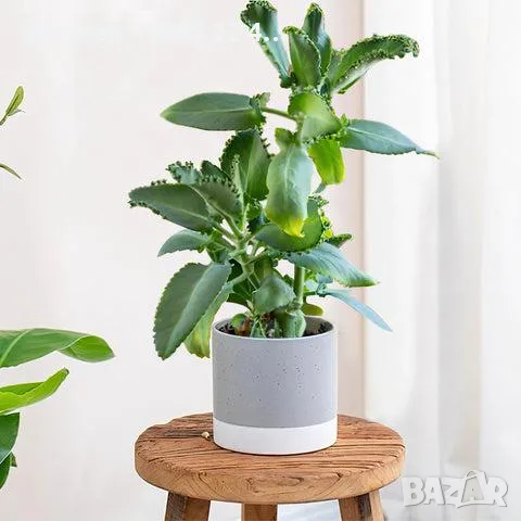 Каланхое Дегремонтиана (Kalanchoe daigremontiana) – живородно сукулентно растение