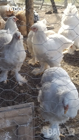 оплодени яйца от  Брама 